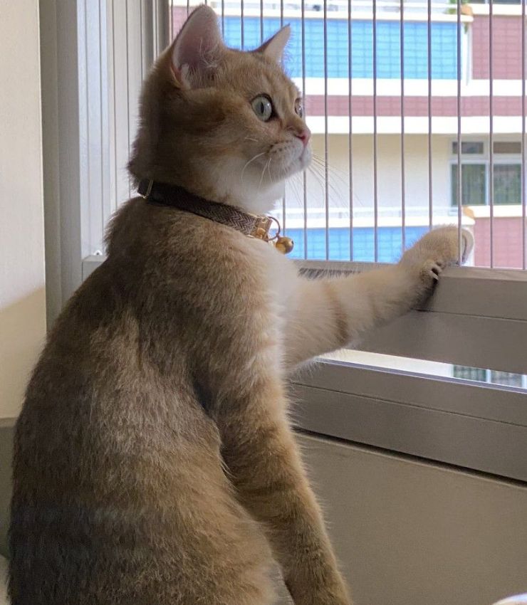 Invisible Grill for Cat Safety in Bangalore